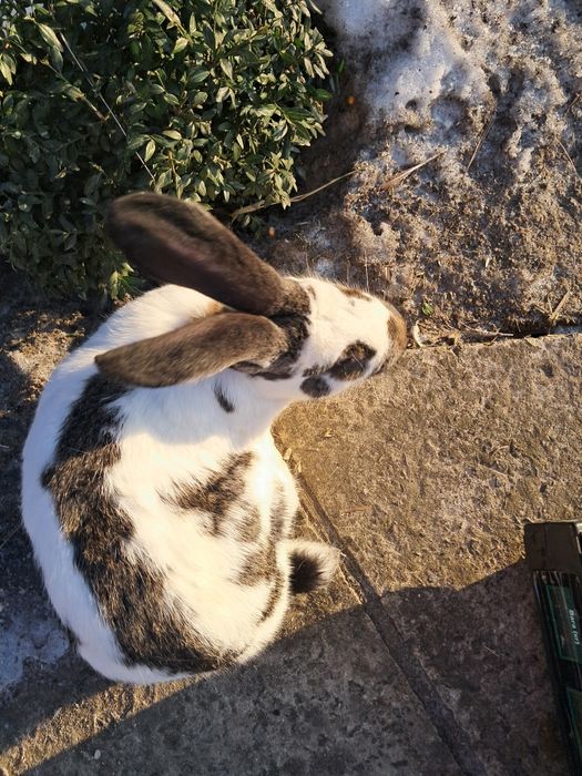 Чистокровні.строкачі