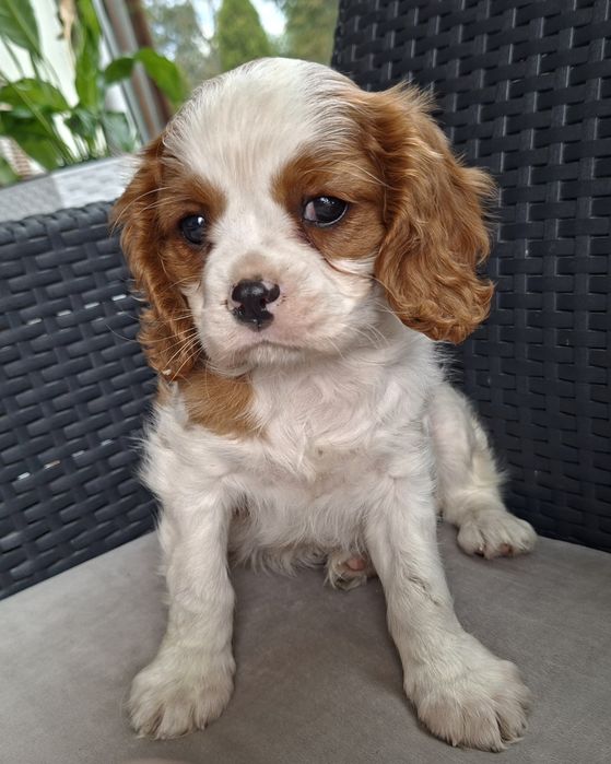 Cavalier King Charles spaniel