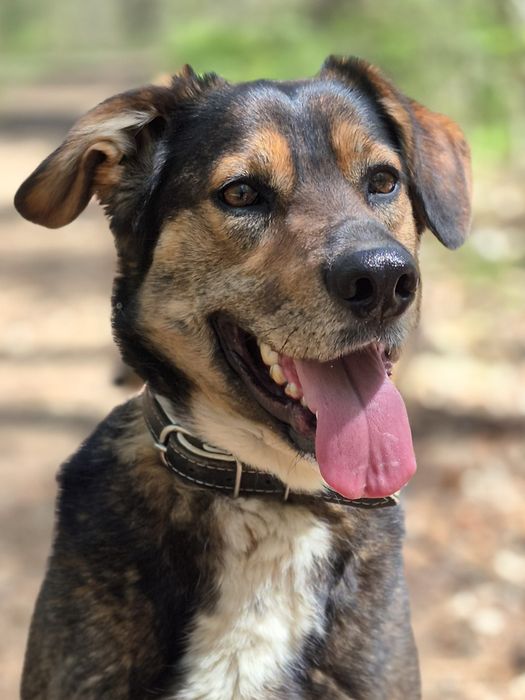 Fred - Delikatny piesek szuka domu  / do adopcji