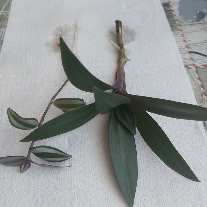 Reo meksykanskie , trzykrotka.