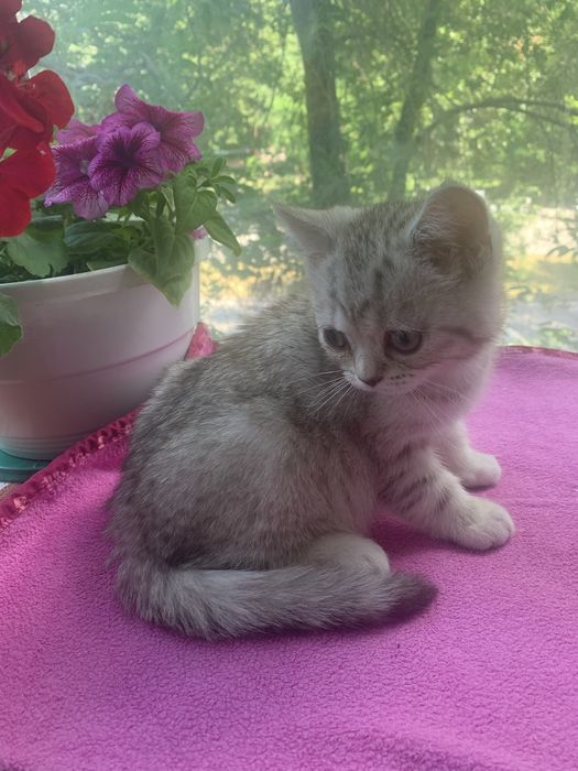 Шотландский прямовухий котик