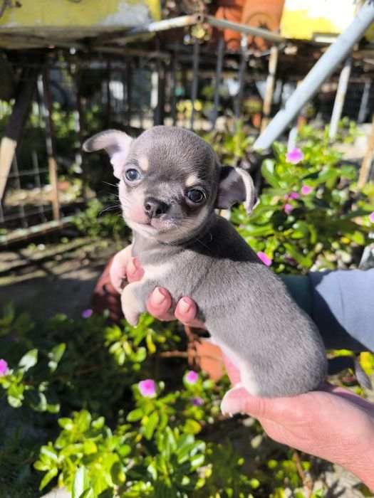 Chihuahua com Lop e Afixo alta qualidade