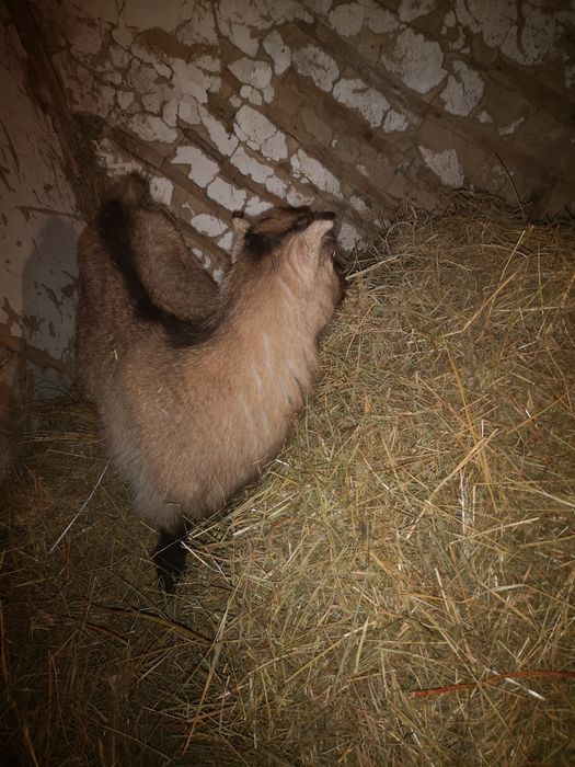 Кізочки напівпородисті