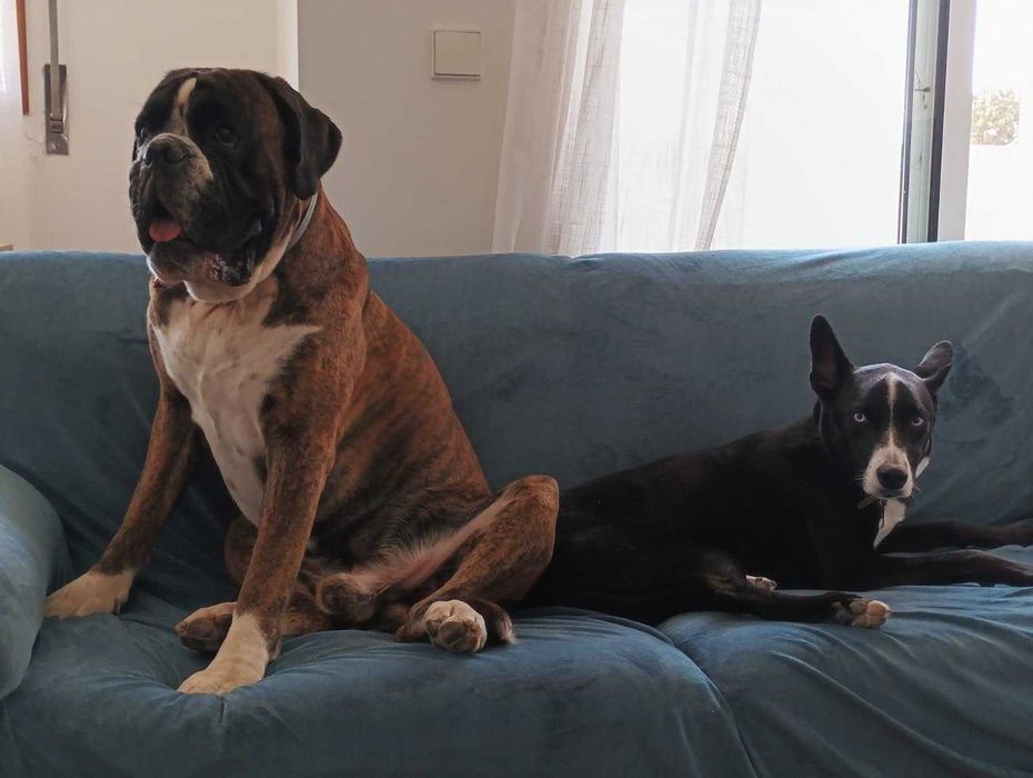Boxer Acasalar LOP (apenas quero um dos cães)