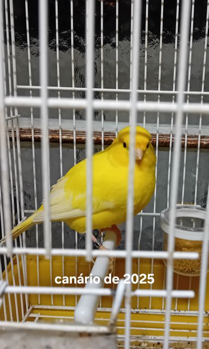 Canário amarelo  2025