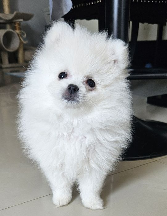 Szpic miniaturowy pomeranian  białe