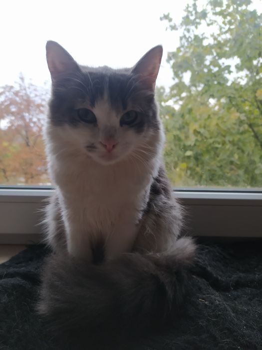 Прекрасная Агнешка