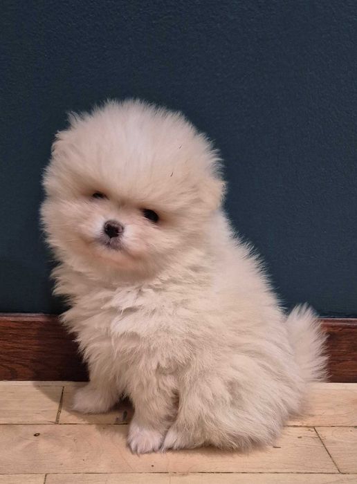 pomeranian szpic miniaturowy