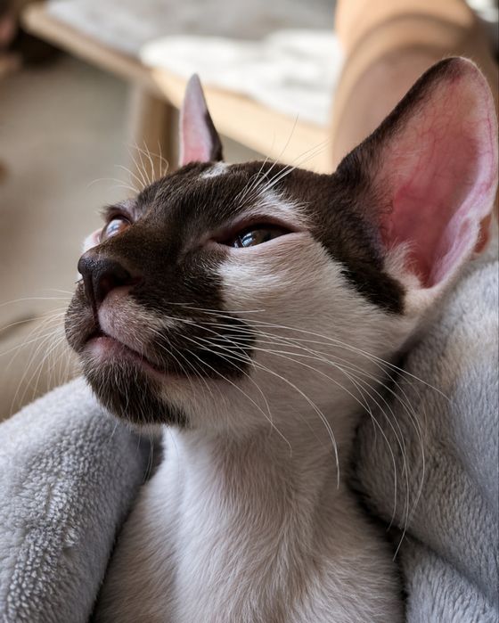Cornish Rex – kocurek gotowy do odbioru | Rodowód FPL