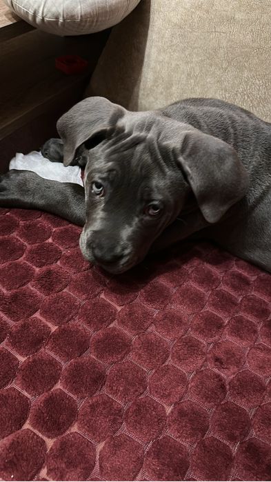 Продам цуценя породи Кане Корсо.