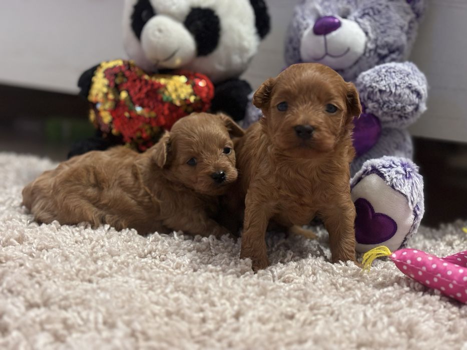 Солоденькі хлопчики