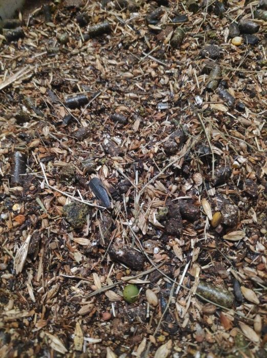 Konie pasza Musli Wysokobiałkowe- MOŻLIWA WYSYŁKA!