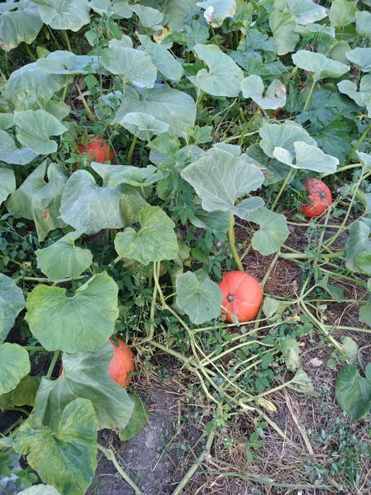 Гарбуз Хокайдо. Продаж