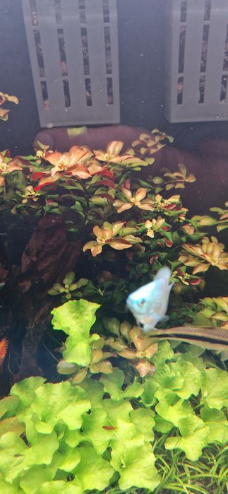 Ludwigia repens, szczyty