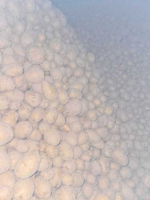 Ziemniaki, buraczki, marchew, por, seler