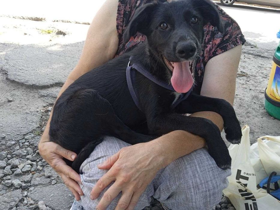 Песик шукає родину