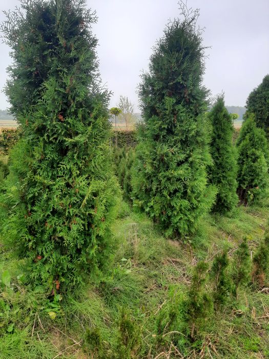Tuja thuja brabant wys100cm-400cm formowana