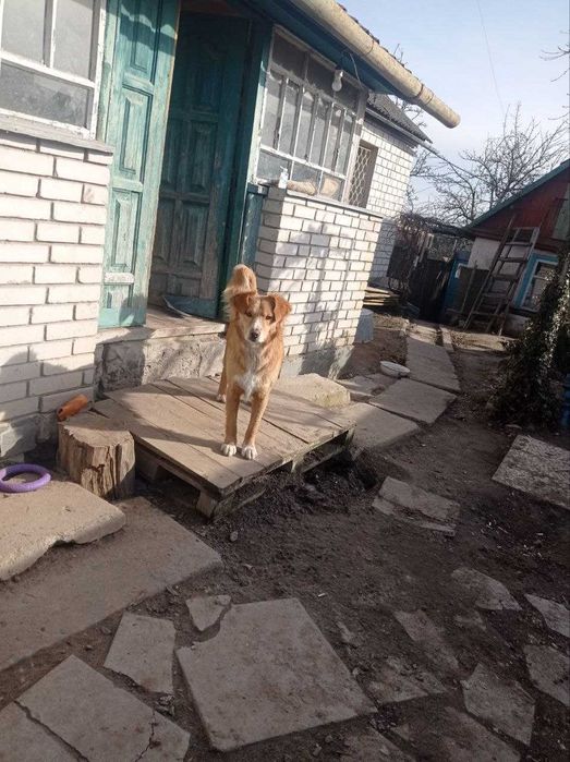 Собакі стерилізовані