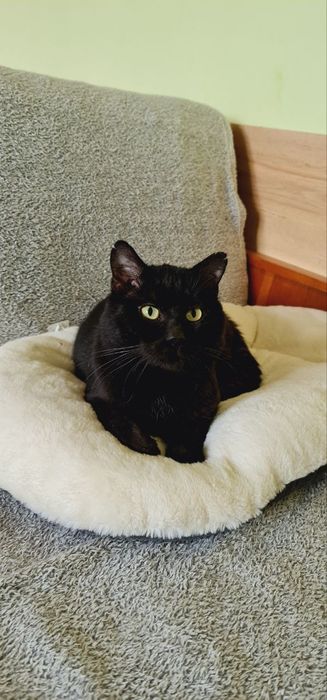 Котик шукає дім  (безкоштовно)