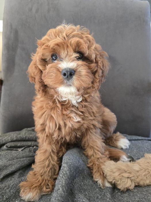 Sunia cavapoo f1