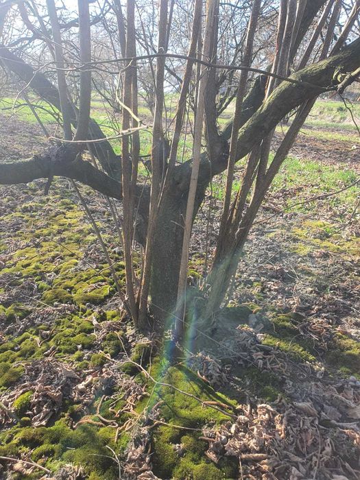 Drewno oddam. Drewno z sadu leszczyny do wycinki