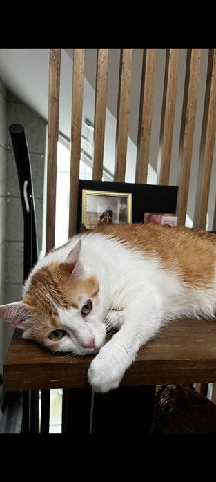 Oddam mojego ukochanego  kotka( kocurka)