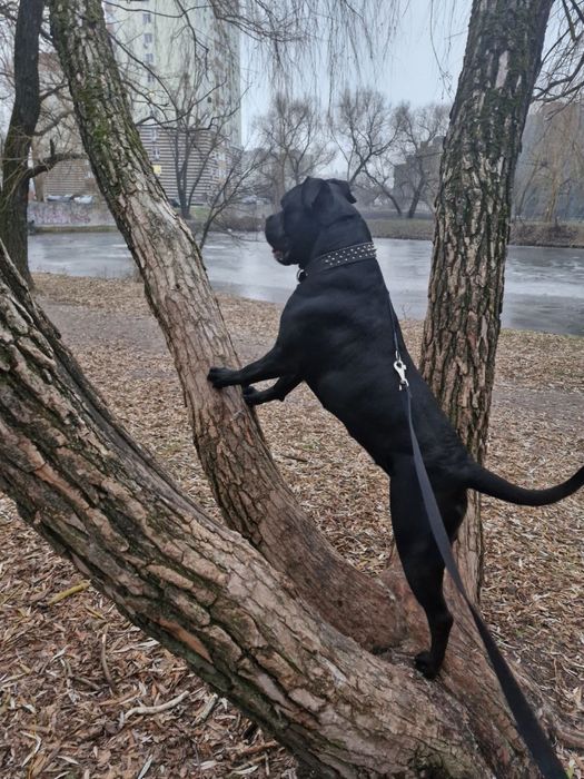 цуценята Кане Корсо чорного окрасу | КСУ (FCI) |  в пошуку родини