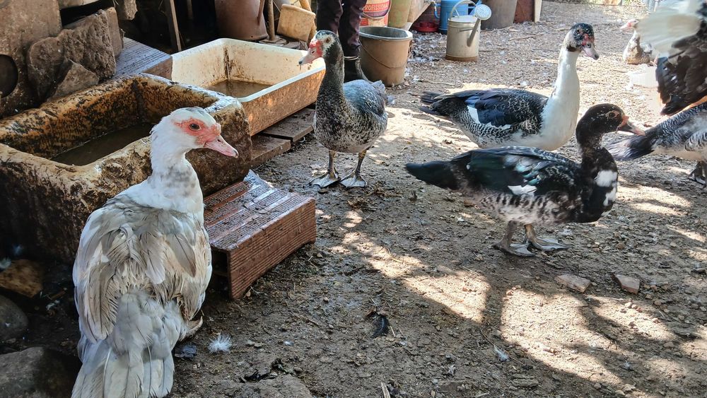 Patos mudos jovens