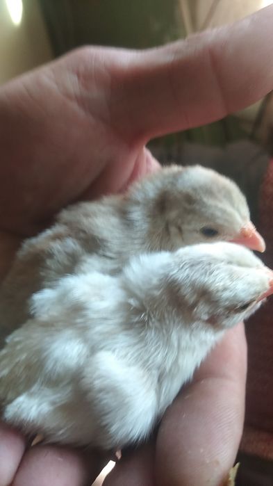 Волжские цесарки: 30 грн. - Сельхоз животные Одесса на Olx