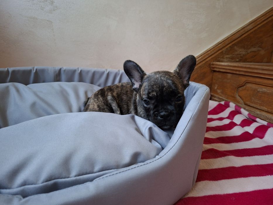 Buldog francuski - piesek Kapsel