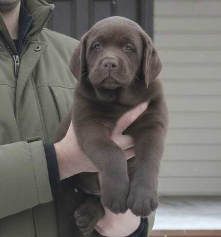 Шоколадки з документами КСУ-FCI