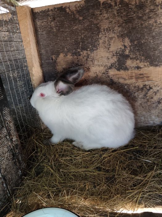 Кролі каліфорнія