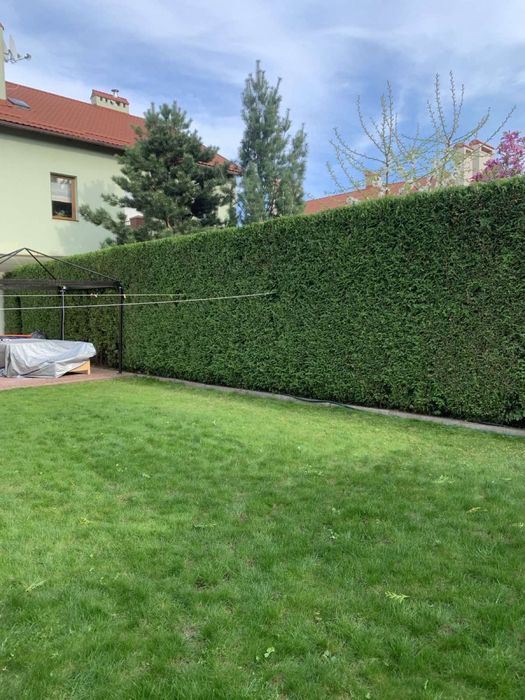 Стрижка туй, стрижка живоплоту, стрижка рослин, садівник, ландшафтний