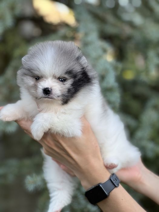 Bardzo piękny szpic pomeranian w rzadkim umaszczeniu biało-niebieski marmurek.