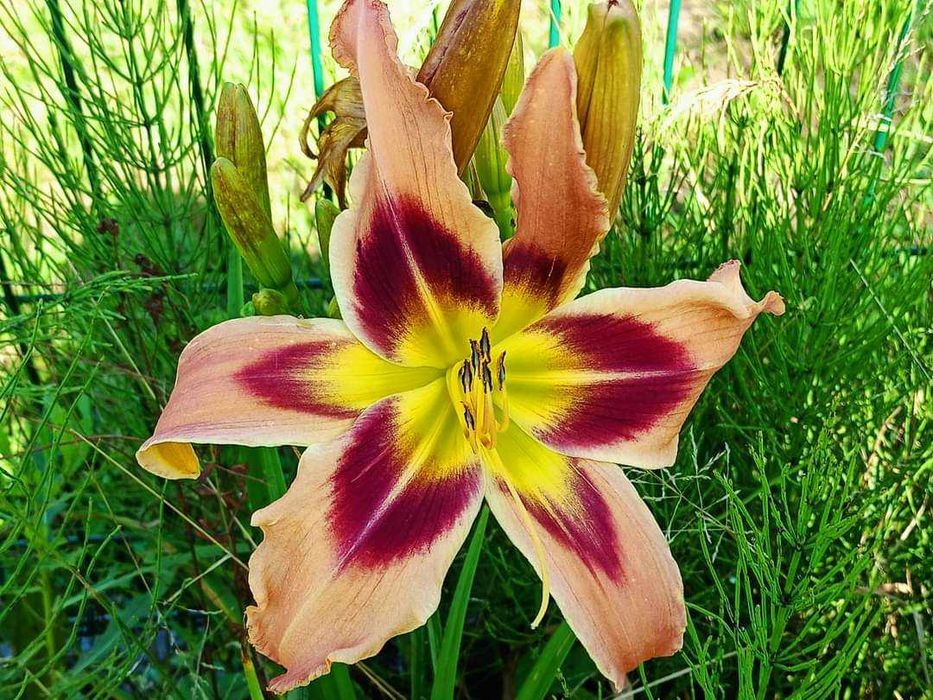 Liliowce i irysy spory wybór!!!