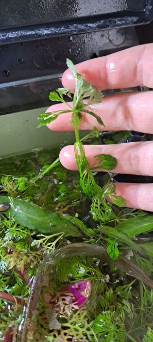 Sprzedam sadzonki roślin akwariowych