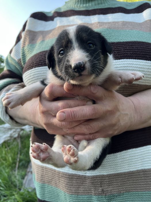 Цуцики в пошуках родини! Хлопчики та дівчатка