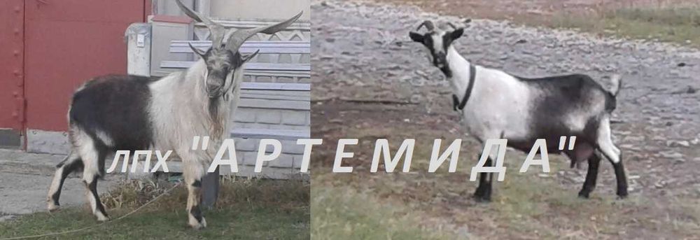 Продам козий сыр (адыгейскй), молоко,  творог, козий жир.
