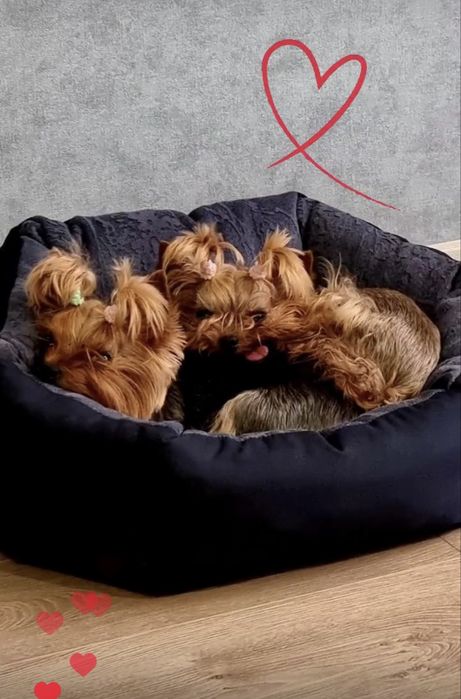 Передержка собак