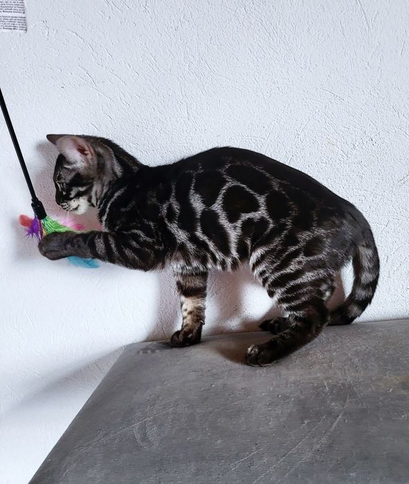 Węglowa kotka Silver charcoal srebrna rodowód