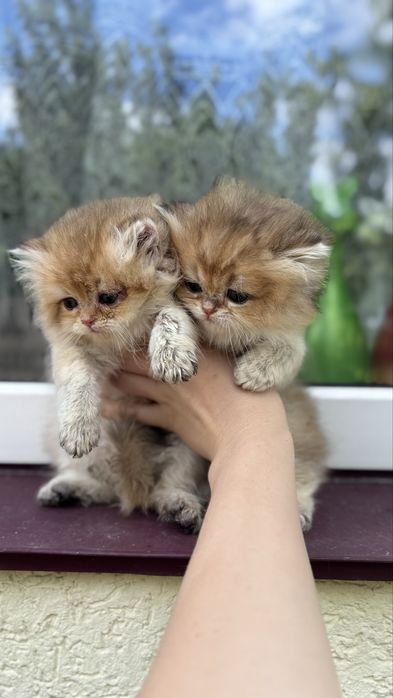 Хайленд золота шиншила