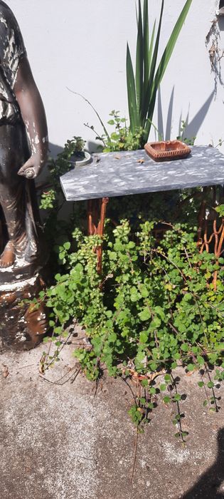 Vendo varias plantas
