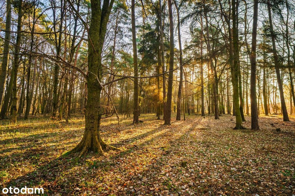 Działki w zielonej okolicy – spokój blisko Poznania