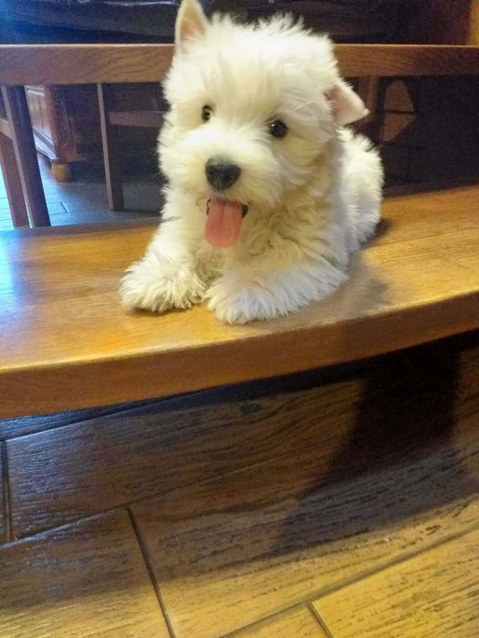 West Highland White Terrier