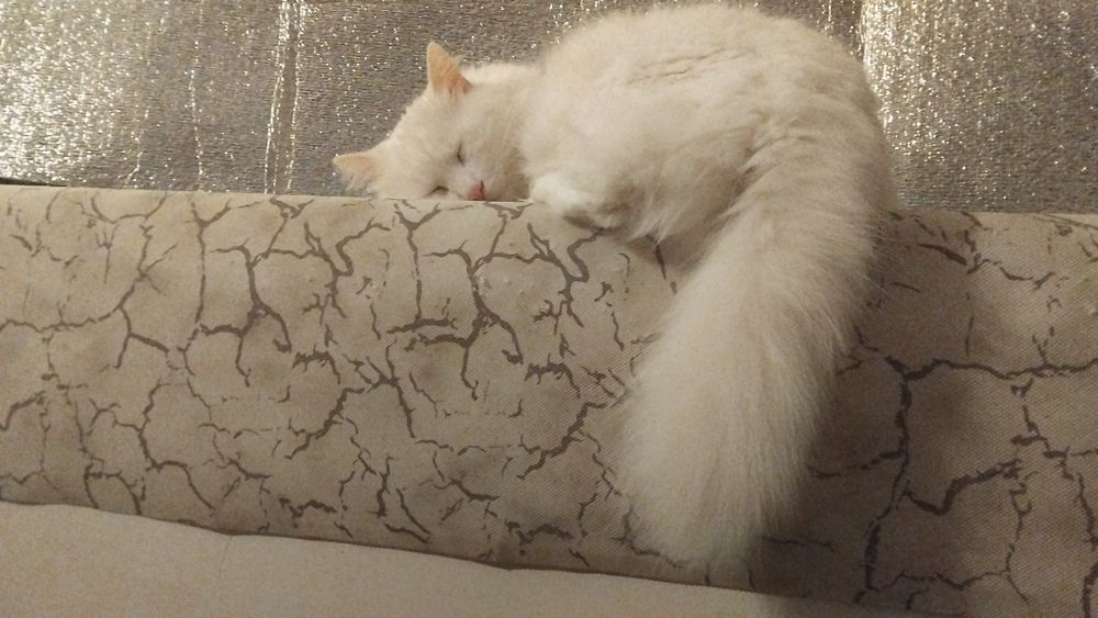 Передержка котика/кошки