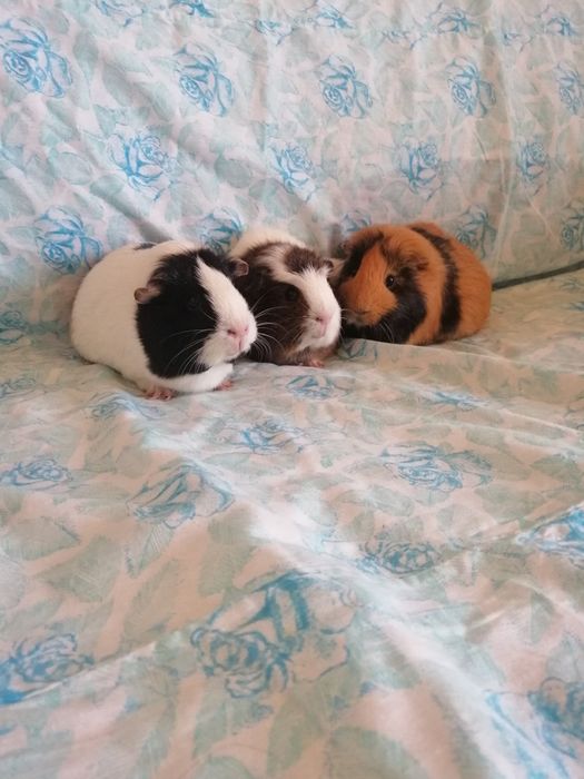 Świnka morska kawia domowa