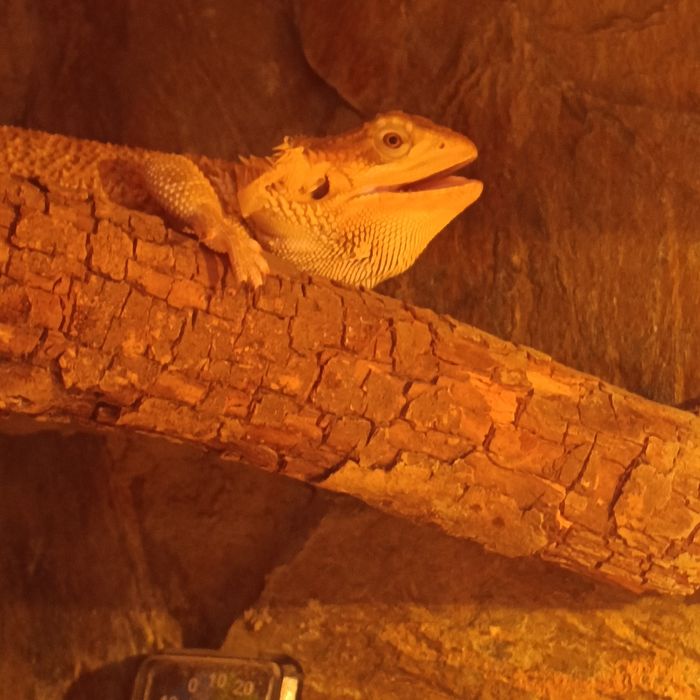 2 agamy brodate + terrarium