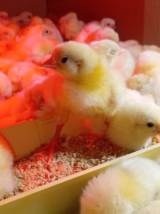 Бройлер Кобб 500