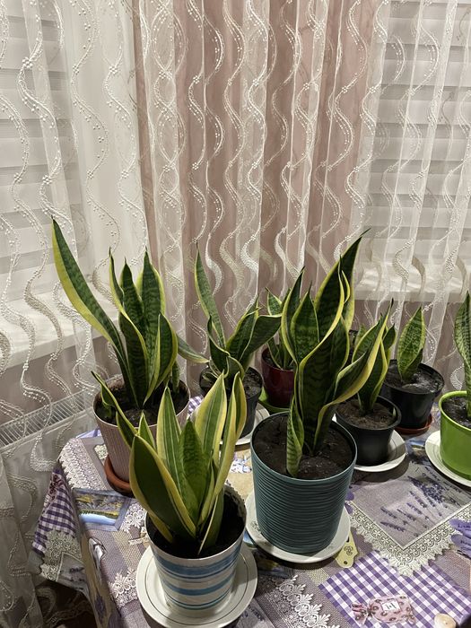 Сансев‘єрія,сансевієрія ,сансевиерия