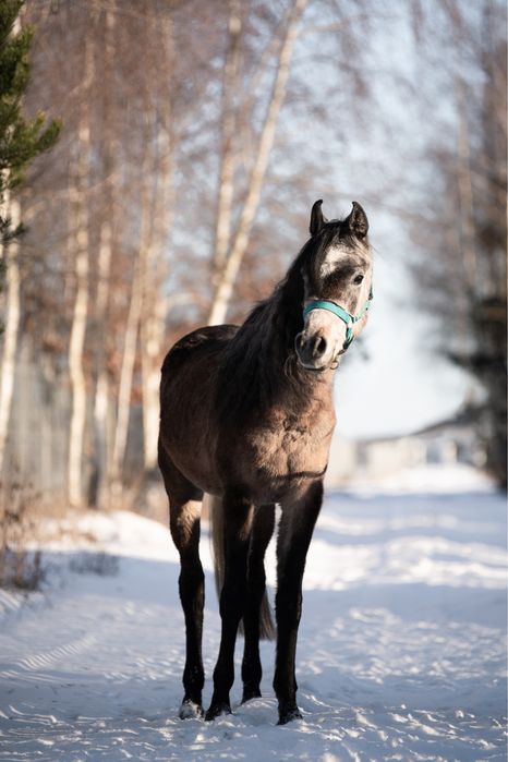 Koń arabski hodowla NK 4lata, wałach